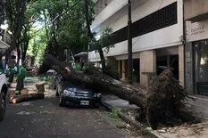 Un árbol aplastó un auto que estaba estacionado en la calle, en Belgrano