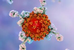 En esta ilustración se ve a los anticuerpos (en blanco) uniéndose a la proteínas del virus que causa covid
