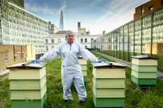 Un exagente de Bolsa y una alérgica a las picaduras de abeja causaron una revolución con las colmenas urbanas