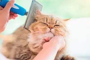 Una experta en cuidado felino reveló la técnica correcta para cepillar a los gatos