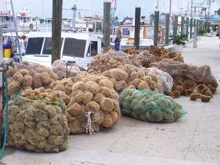Many People Come To The City To Appreciate The Wide Variety Of Sea Sponges.