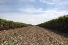 Biocombustibles: apoyo de la industria azucarera al proyecto del kirchnerismo