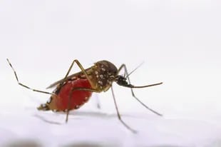 El zika puede dar lugar a malformaciones congénitas, como la microcefalia
