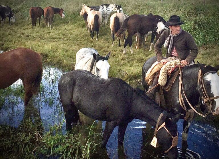 The painter is also passionate about horses.  In the field he rents he has a herd of criollos and mestizos