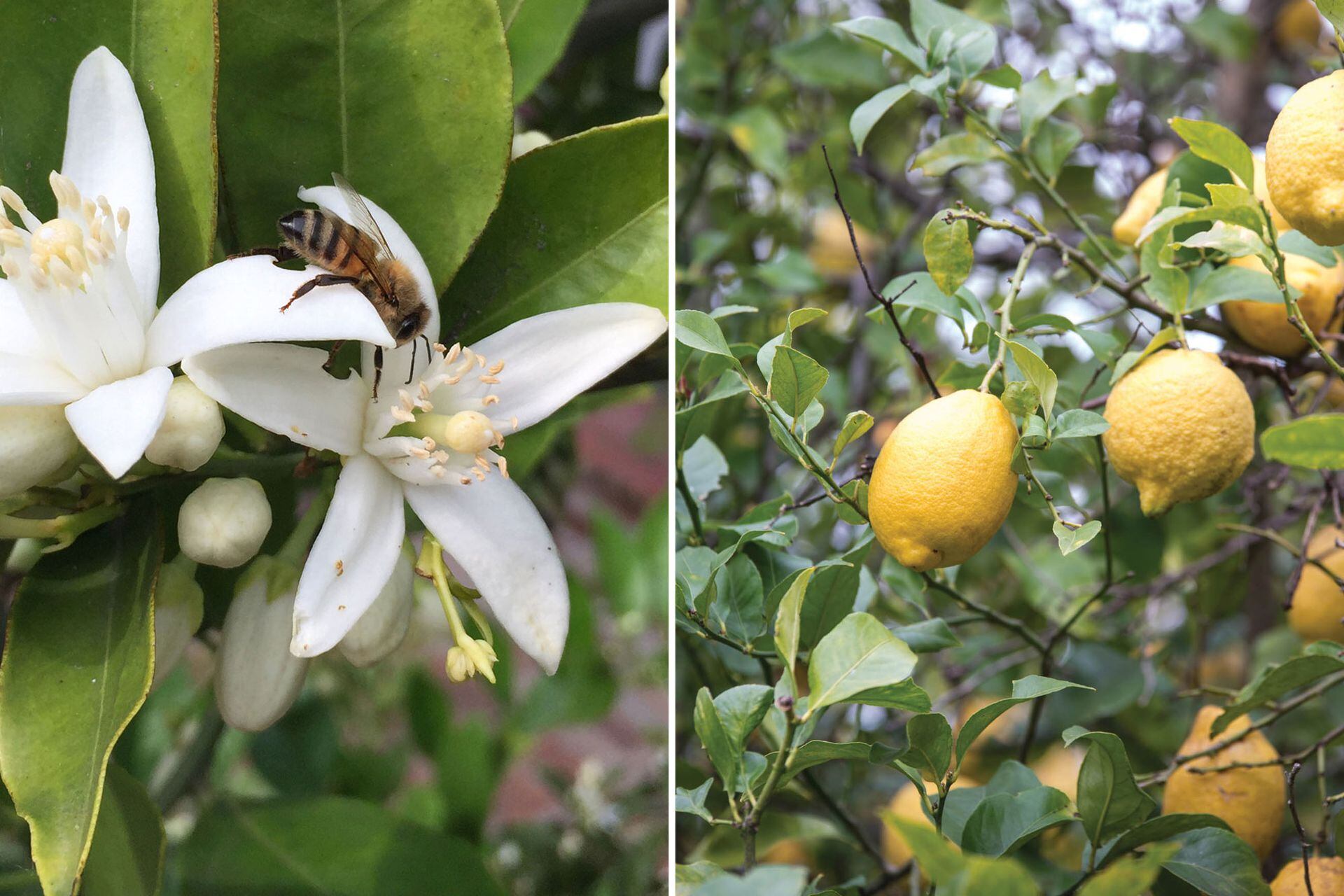 Naranjo amargo (Citrus aurantium) en flor (izquierda) y limonero (Citrus x limon) cargado de frutos (derecha). Dos árboles que, junto con pomelos y mandarinas, son susceptibles de sufrir HLB, la enfermedad más destructiva de los cítricos.