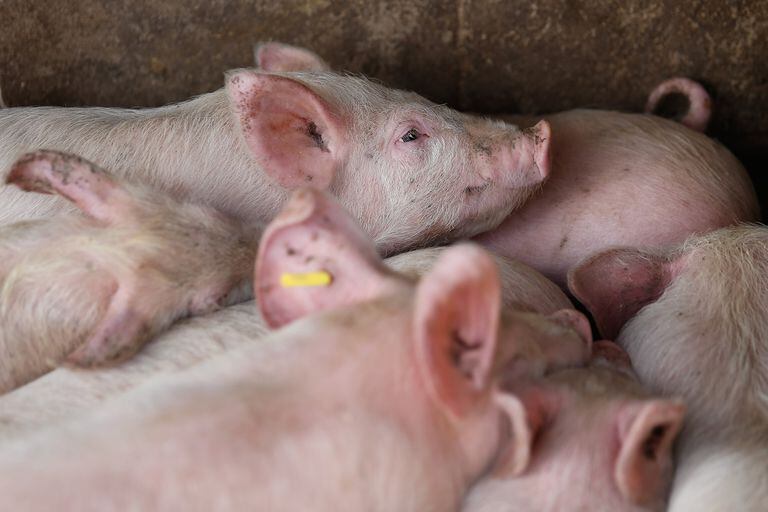 Especialistas analizaron los desafíos del sector de productor porcino