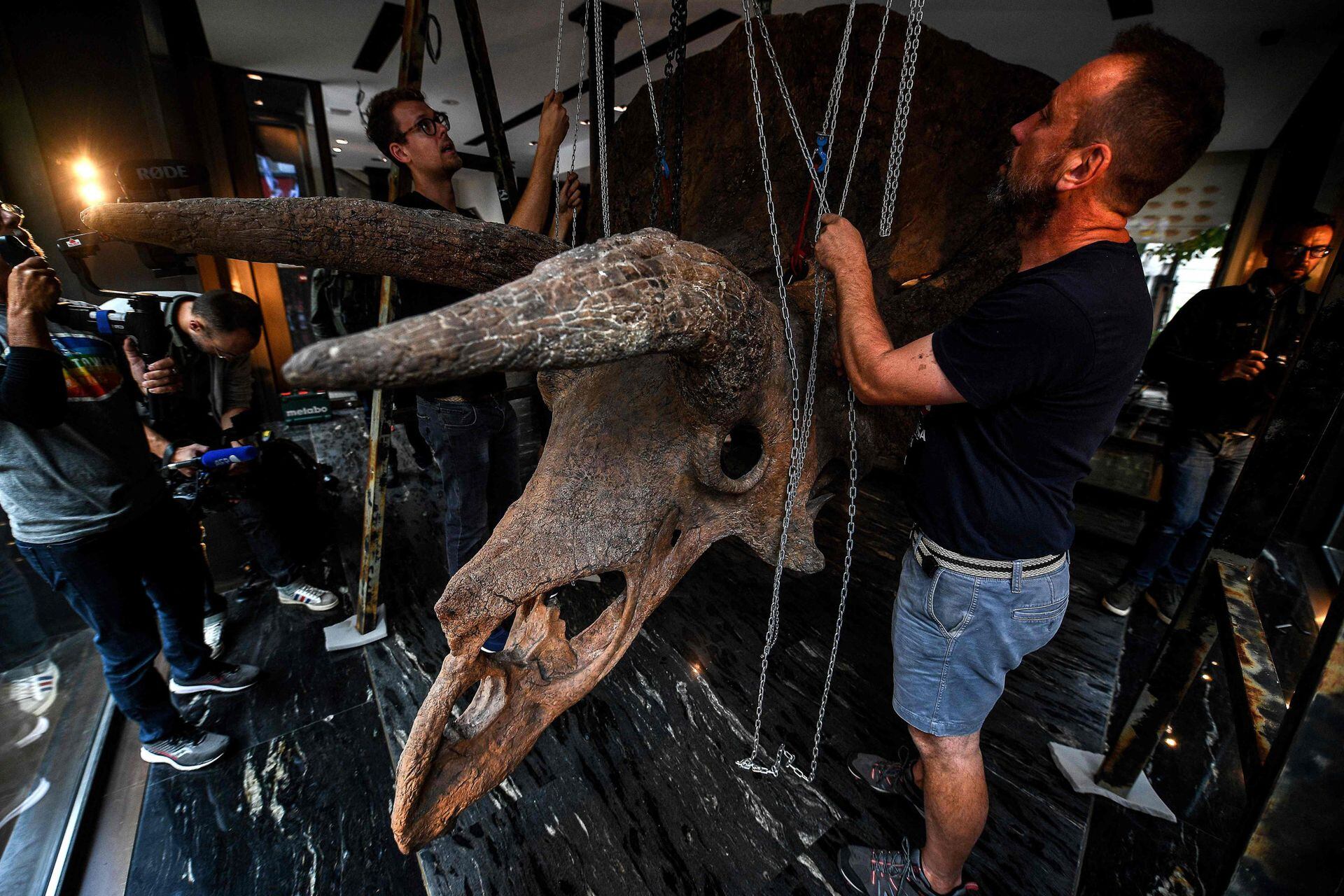 Los trabajadores cuelgan el cráneo de un triceratops en una galería donde se expondrá antes de su subasta en la casa Drouot 