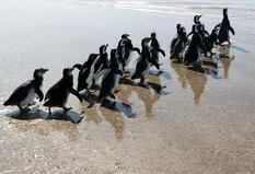 El emotivo regreso al mar de 18 pingüinos que estaban desnutridos