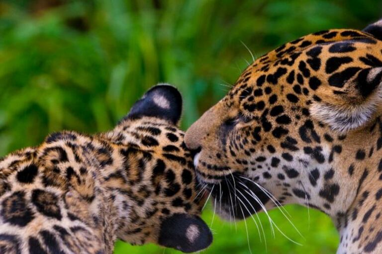 Se propuso aumentar la categoría de amenaza del jaguar en la UICN a "vulnerable"