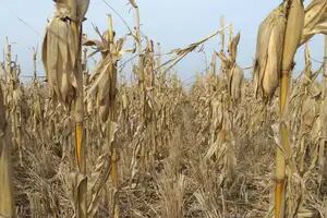 El maíz gana terreno en el sudeste bonaerense