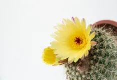 5 claves para aprender a cultivar cactus y suculentas en casa