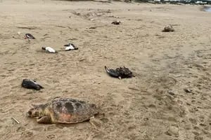 Hallan 5000 animales muertos en las costas de Uruguay, desde pingüinos hasta lobos marinos y delfines