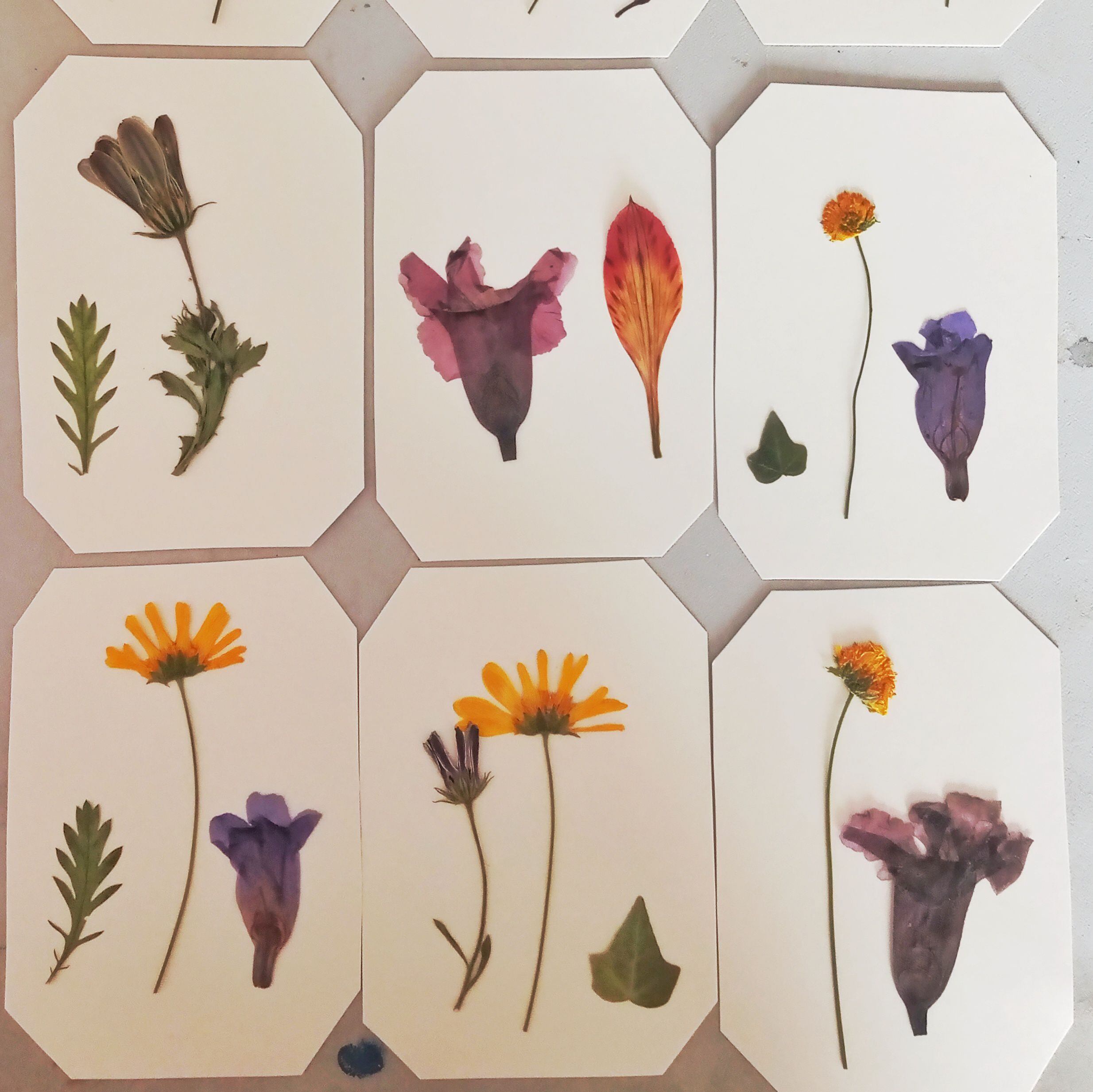 Flores prensadas en papeles listas para ser utilizadas en proyectos de collage, proyecto preferido por sus alumnos. 