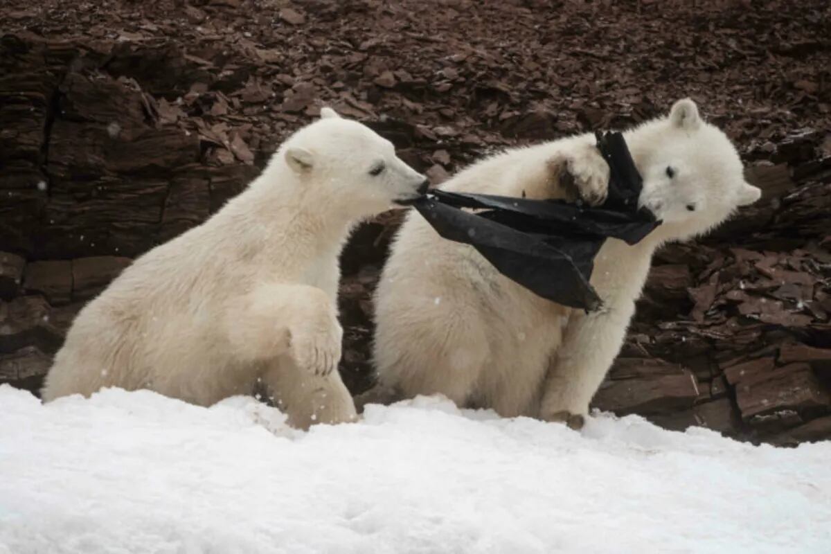 Triste hambrientos osos comen una bolsa de plástico en un glaciar - LA NACION