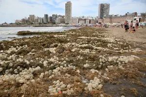 La playa Bristol amaneció tapizada de unos extraños organismos marinos: qué son