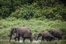 El elefante de selva africano, en “peligro crítico” de extinción