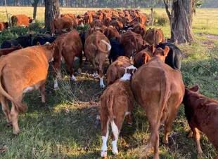 El rodeo de vacas de cría rumbo a un cambio de parcela
