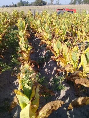 Plantación de Tabaco afectada por la sequía