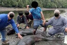 Matan a pedradas a tiburones en Chiloé