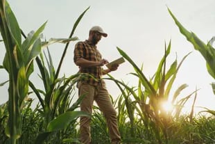 El maíz, otro cereal clave en la suba del consumo de fertilizantes