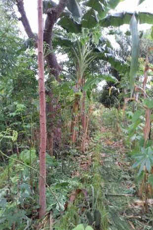 Sistema agroforestal implementado hace 15 años en Exu, en la región semiárida de Pernambuco
