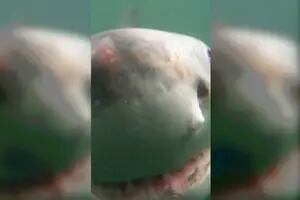 El terrorífico video del ataque de un tiburón blanco que quedó registrado por una GoPro