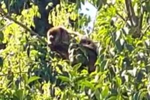 Un mono fue descubierto entre las ramas de los árboles por dos niñas que jugaban en el jardín de su casa