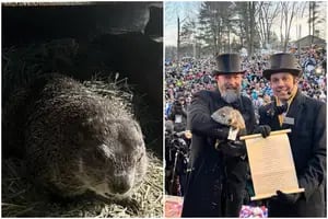 Día de la Marmota 2024: piden reemplazar a la mascota Phil por una moneda gigante