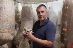 Produce 750 kilos de los hongos que son furor entre los grandes chefs