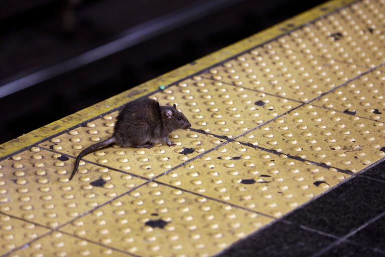 Una rata cruza un andén de metro en Nueva York (AP Foto/Richard Drew, Archivo)