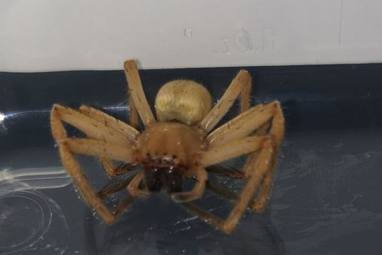 Otra vez: apareció viva la araña más venenosa del mundo en un supermercado