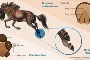 Descubren cuándo y por qué los caballos modernos perdieron sus dedos adicionales