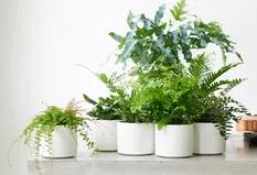Las 6 plantas ideales para ambientes con poca luz
