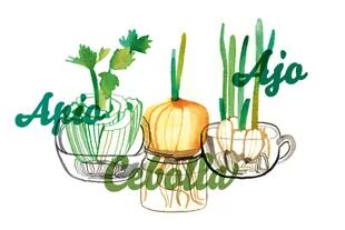 Las hojas de apio y ajo se pueden ir cosechando de afuera hacia adentro, para usar en sopas o guisos. Las de cebollas, como verdeo, para todo tipo de preparaciones.