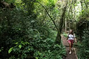 El sendero Macuco es una opción de medio día para adentrarse en la selva paranaense.