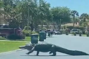 Un cocodrilo gigante irrumpió en un barrio de lujo de Florida y dejó a todos pasmados