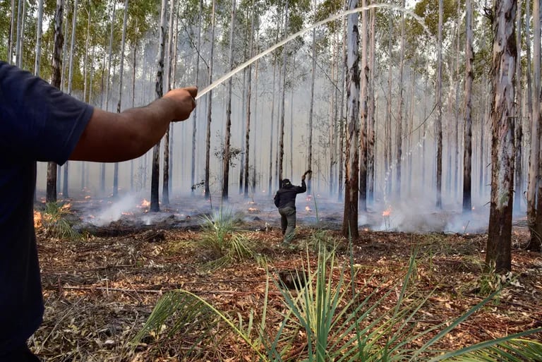 Los incendios en Corrientes llegaron al ingreso de los Esteros del Iberá