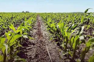 Los ciclos del maíz podrían retrasarse y afectar el potencial de rinde de las plantas en Estados Unidos