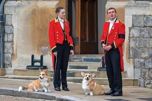 Los ‘corgis’ de la Reina Isabel II y cómo ayudar a una mascota en duelo