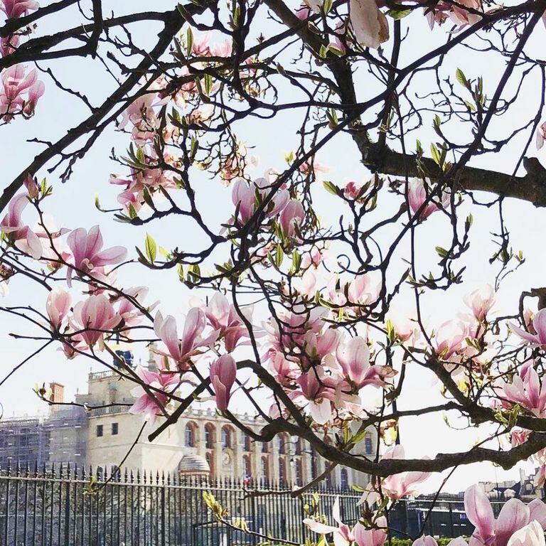 Tiempo de magnolias ubicadas en el jardín del ayuntamiento de Saint-Germain-en-Laye