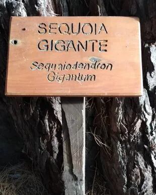 Sequoia gigante, ejemplar de la isla Victoria