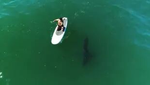 El pasado 14 de septiembre, el actor Orlando Bloom mostró en Instagram cómo fue rodeado por un tiburón blanco mientras hacía paddle surf en el mar