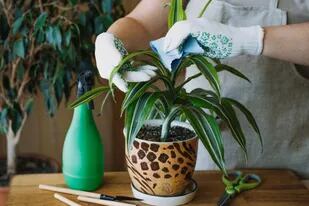 Estas son las plantas ideales para purificar el aire de tu casa,