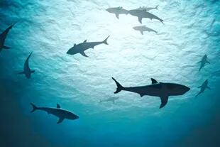 Los investigadores sugieren que esta capacidad de navegación basada en los campos magnéticos puede contribuir también a la estructura de la población de tiburones