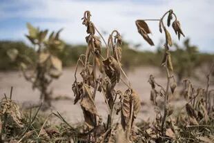 Tras la peor sequía de los últimos 50 años y las dificultades del contexto, el agro buscó recuperarse 