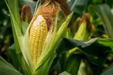 Del agua a los nutrientes: qué recomiendan los expertos para la siembra de maíz