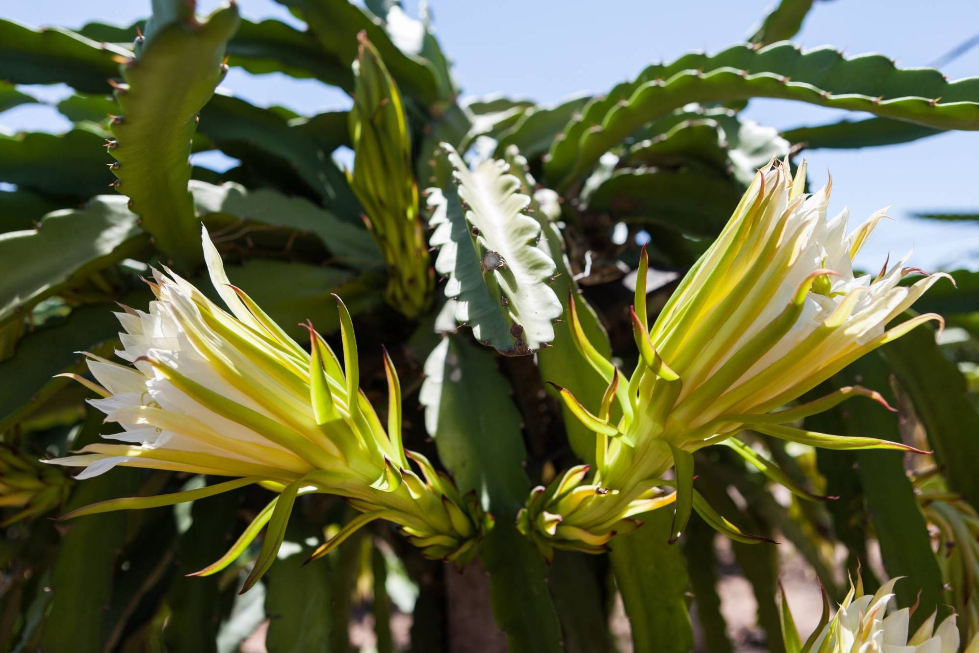La pitaya nace de una planta de cactus.