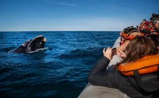 Las salidas turísticas de observación están reguladas: las embarcaciones deben esperar que las ballenas se muestren receptivas al encuentro