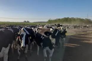 Las 1550 vacas se ordeñan en dos tambos