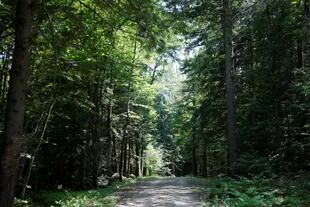 Los bosques de la propiedad, en New Hampshire